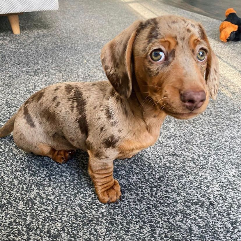 Finley | Male | 12 weeks | Mini Dachshund