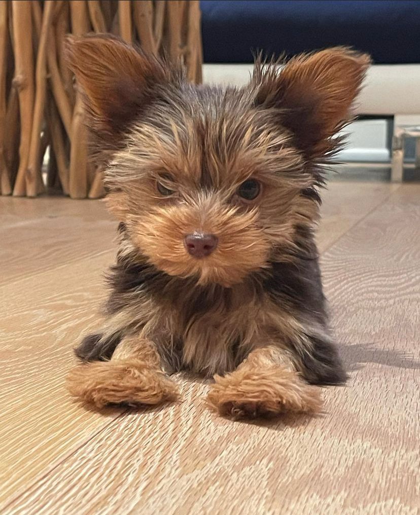 Finn | Male | 12 weeks | Yorkie