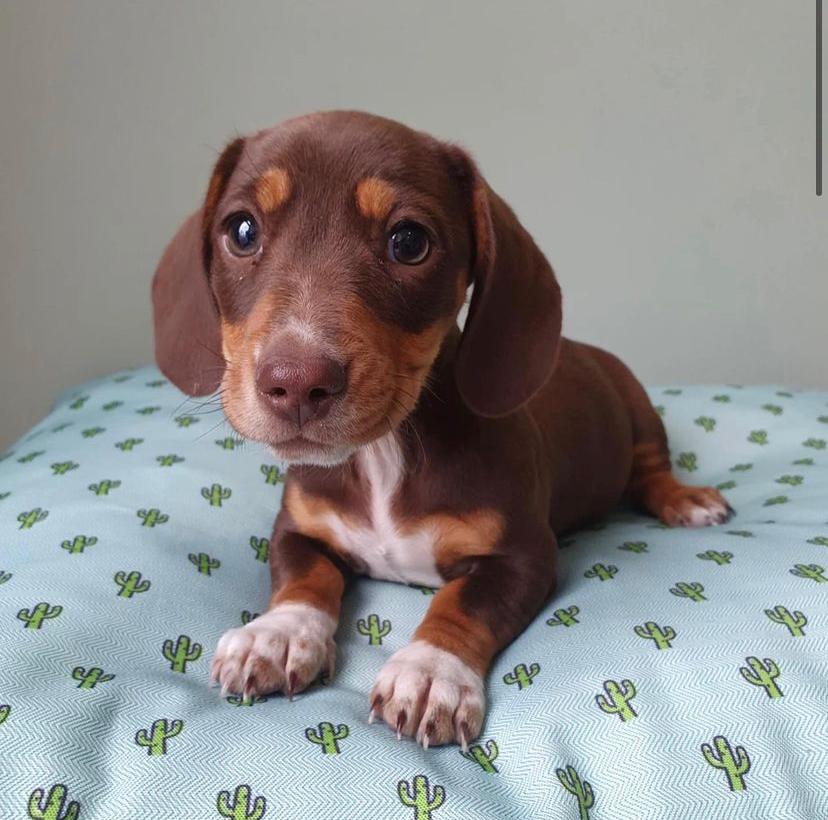 Frankie | Female | 12 weeks | Mini Dachshund