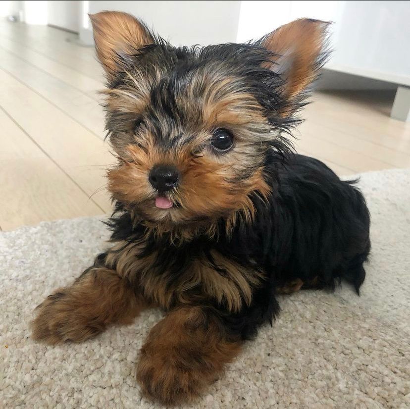 Coby | Male | 12 weeks | Yorkie