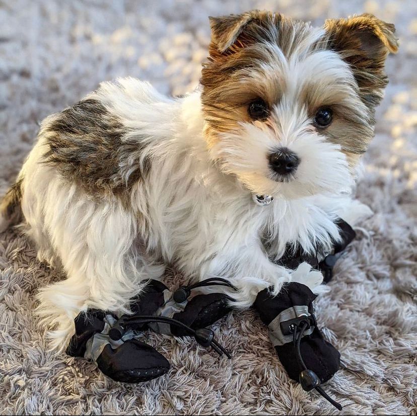 Lexie | Female | 12 weeks | Yorkie