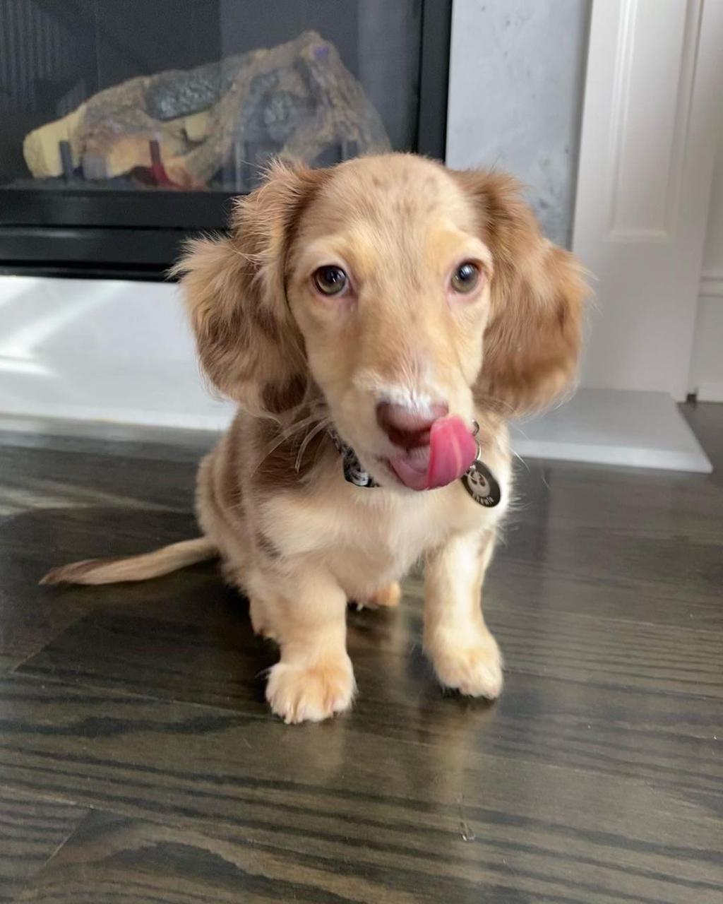 Glenn | Male | 12 weeks | Mini Dachshund