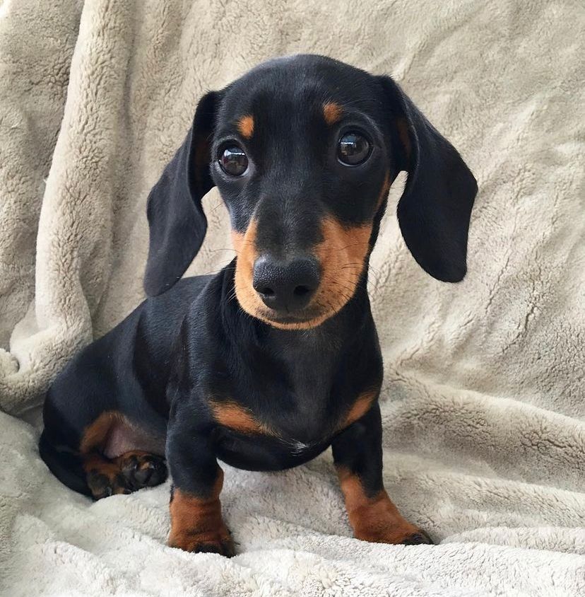 Luna | Female | 12 weeks | Mini Dachshund