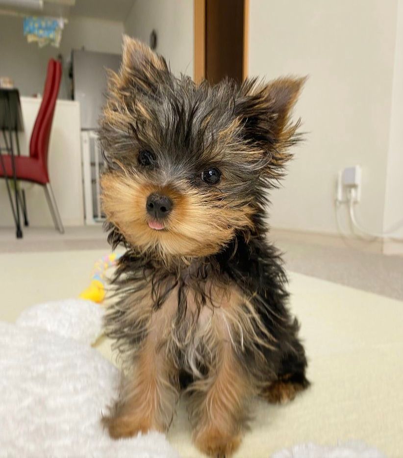 Zoey | Female | 12 weeks | Yorkie