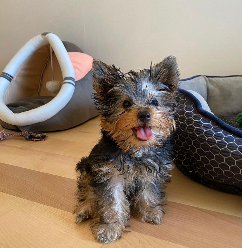 Teddy | male | 12 weeks | Yorkie