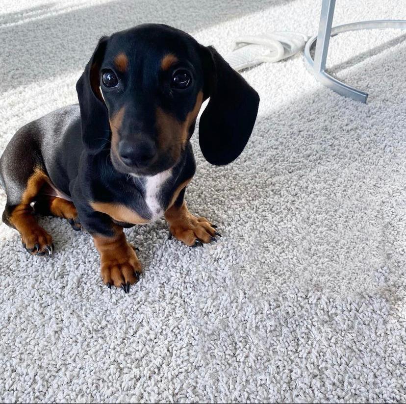 Von | Male | 12 weeks | Mini Dachshund