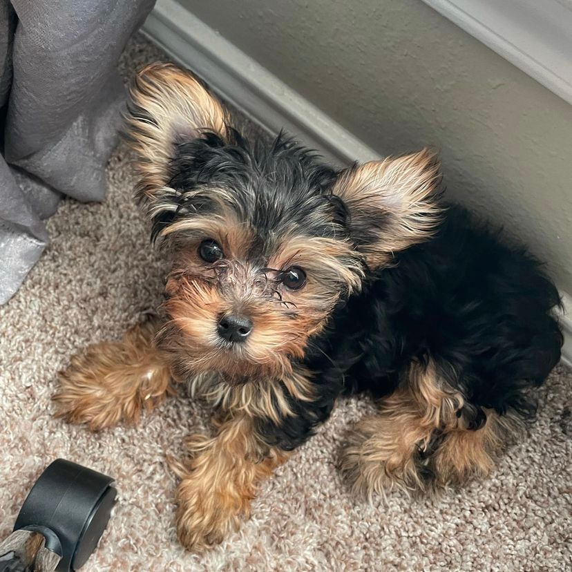 Suzy | Female | 12 weeks | Yorkie