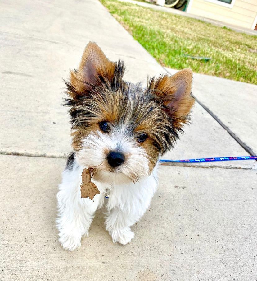 Paco | male | 12 weeks | Yorkie